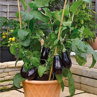 PLANTZON Brinjal Seed(25 per packet)