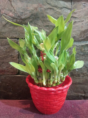 Click to purchase Two Layer Bamboo Plant(Hybrid, Pack of 1)