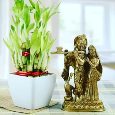 Click to purchase Two Layer Bamboo Plant(Hybrid, Pack of 1)