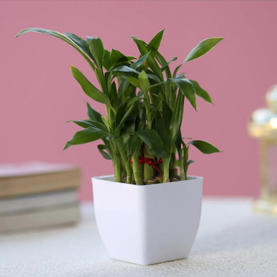 Click to purchase Two Layer Bamboo Plant(Hybrid, Pack of 1)