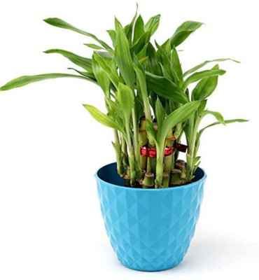 Click to purchase Two Layer Bamboo Plant(Hybrid, Pack of 1)