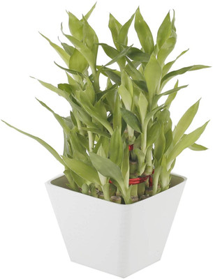 Click to purchase Two Layer Bamboo Plant(Hybrid, Pack of 1)