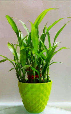 Click to purchase Two Layer Bamboo Plant(Hybrid, Pack of 1)