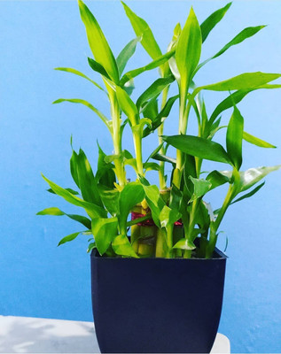 Click to purchase Two Layer Bamboo Plant(Hybrid, Pack of 1)