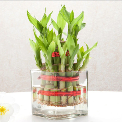 Click to purchase Two Layer Bamboo Plant(Hybrid, Pack of 1)