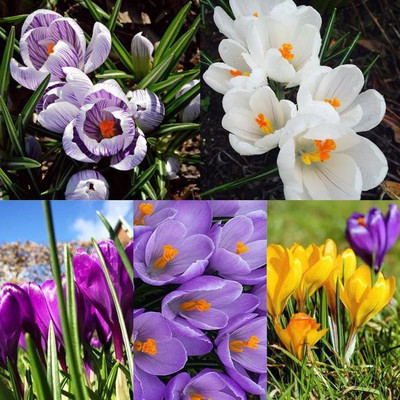 FERNSFLY® FERNSFLY® Winter Bulbs IMP. Crocus | Saffron a Grade Hybrid Quality Pot & Land Growing Bulbs (Pack of 5 The Multi Mix Crocus) Seed(5 per packet)