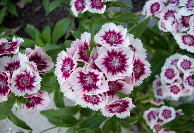 Paudha Sweet William Seed(12 per packet)