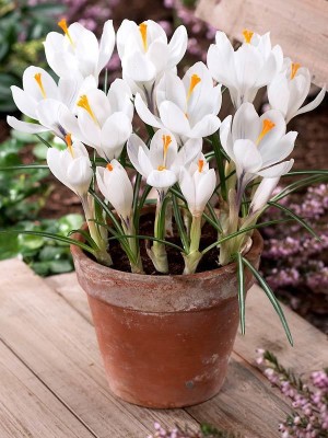 FERNSFLY® FERNSFLY® Winter Bulbs IMP. Crocus | Saffron a Grade Hybrid Quality Pot & Land Growing Bulbs (Pack of 20 Jeanne d'Arc Crocus) Seed(20 per packet)