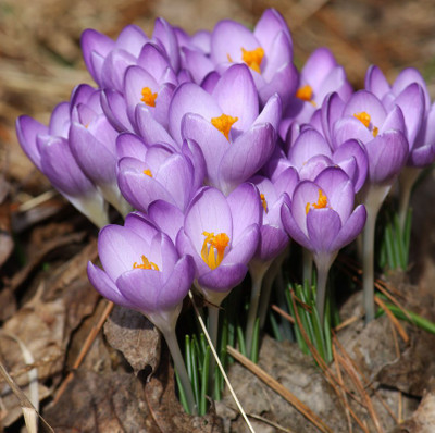 FERNSFLY® FERNSFLY® Winter Bulbs IMP. Crocus | Saffron a Grade Hybrid Quality Pot & Land Growing Bulbs (Pack of 11 Tommasinianus Crocus) Seed(11 per packet)
