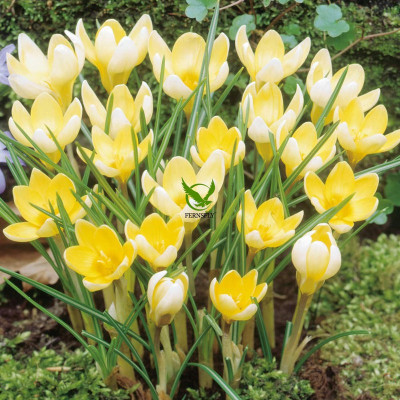 FERNSFLY® FERNSFLY® Winter Bulbs IMP. Crocus | Saffron a Grade Hybrid Quality Pot & Land Growing Bulbs (Pack of 10 Chrysanthus 'Romance' Crocus) Seed(10 per packet)