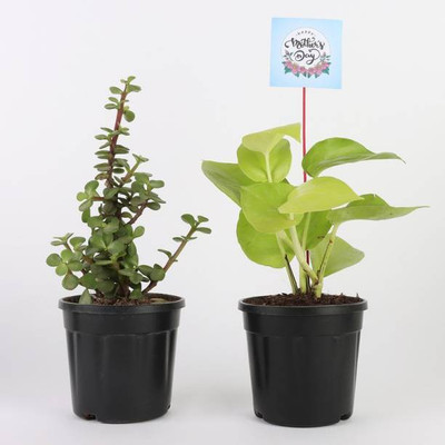 VamiJen Trader Money Plant(Hybrid, Pack of 2)