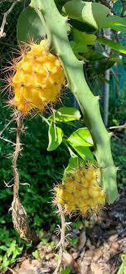 My Dream Nursery Dragon Tree(Hybrid, Pack of 1)