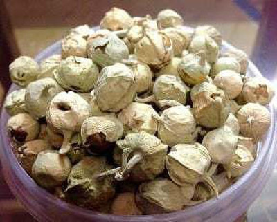 kotaliya Paneer DODI Seed(850 per packet)