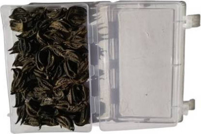Alberts Bat Head Root Seed(50 per packet)