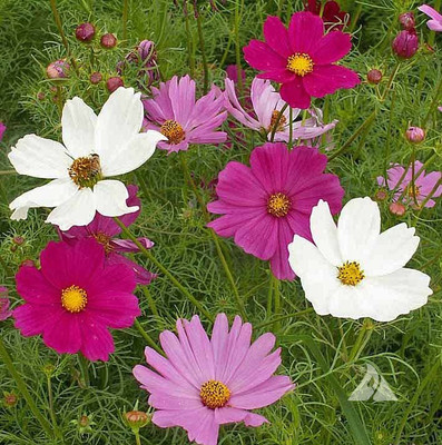 XOLDA Cosmos mix Seed(37 per packet)