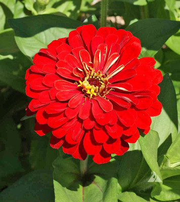Audbhidhi Zinnia Red F1 Hybrid Flower Seeds For Summer Season Flowers Seed(200 per packet)