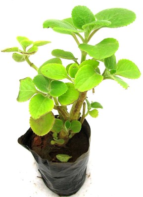 SM GREENERY ZONE Ajwain Plant(Hybrid, Pack of 1)