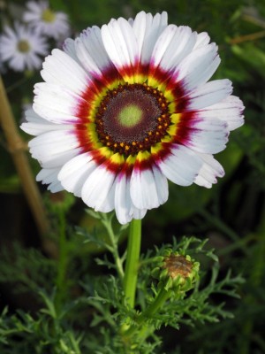Audbhidhi Hybrid Venidium/Cape Daisy Flower Seeds for Winter Gardening Seed(50 per packet)