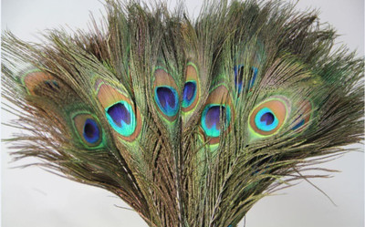 Weird Pack of 10 Decorative Feathers(30 to 35 CM Peacock Feather)