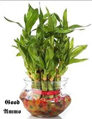 Good Ammo Two Layer Bamboo Plant(Hybrid, Pack of 1)