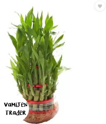VamiJen Trader Two Layer Bamboo Plant(Hybrid, Pack of 1)
