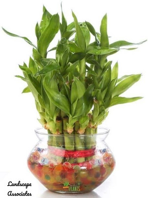 Landscape Associates Two Layer Bamboo Plant(Hybrid, Pack of 1)