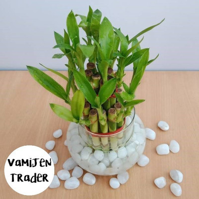 VamiJen Trader Two Layer Bamboo Plant(Hybrid, Pack of 1)