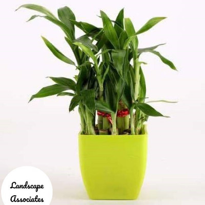 Landscape Associates Two Layer Bamboo Plant(Hybrid, Pack of 1)