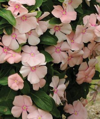 CYBEXIS LX-98 - White Vinca Flower - (180 Seeds) Seed(180 per packet)