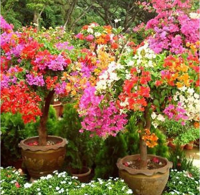 Ukanda Bougainvillea Plant(Hybrid, Pack of 1)