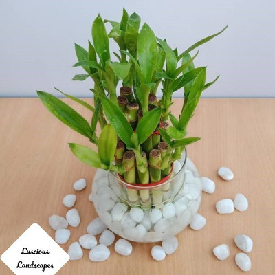 Luscious Landscapes Two Layer Bamboo Plant(Hybrid, Pack of 1)
