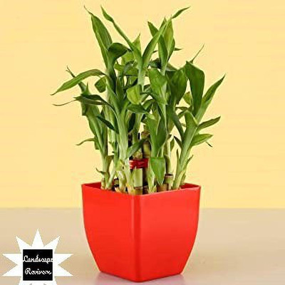 Landscape Revivers Two Layer Bamboo Plant(Hybrid, Pack of 1)