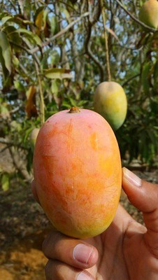 InGreen Mango Plant(Hybrid, Pack of 1)