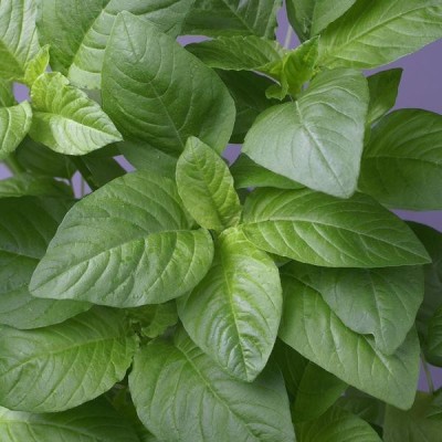 Audbhidhi Amaranth Green Hybrid Vegetable Seeds For Home Gardening (Pack Of 50 Seeds) Seed(40 per packet)