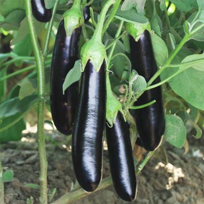 Audbhidhi Brinjal Black Long F1 Hybrid All Season Vegetable Seeds for Kitchen Garden Combo Seed(40 per packet)