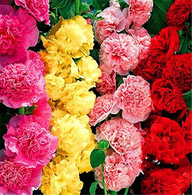 KANAYA Hollyhock (Hybrid) Seeds With Free Germination Potting Soil Mix Seed(45 per packet)