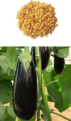 M/s. Nature Trade brinjal Seed(100 per packet)