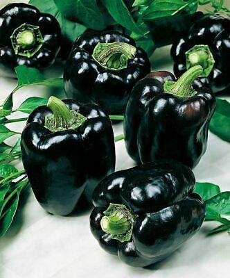 Audbhidhi Capsicum Black Vegetable Seeds | Hybrid Vegetable Seeds For Home Gardening green 20 Seed Seed(20 per packet)