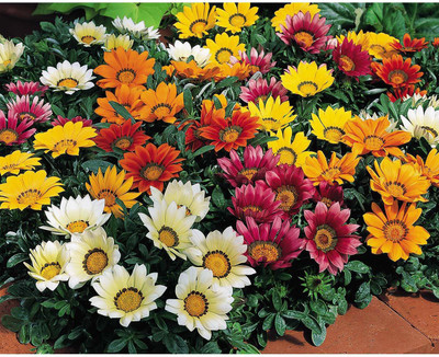 ACCELCROP Gazania Mixed Color Hybrid Seed(80 per packet)