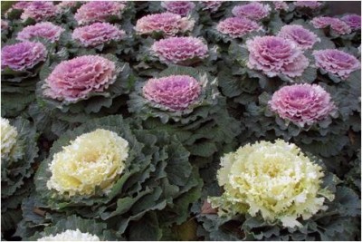 Aywal Ornamental Kale Seed(110 per packet)