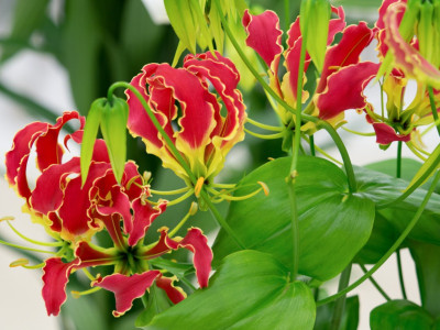 OMOM Flame lily Seed(50 per packet)