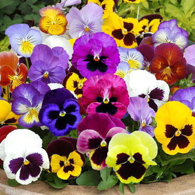 ACCELCROP Pansy Flower Seeds Hybrid double Colors F1 Hybrid Flower Seed(70 per packet)