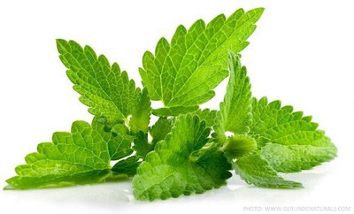 Audbhidhi Peppermint/Pudina F1 Hybrid Vegetable Plants Seeds for Summer-Spring Season Seed(80 per packet)