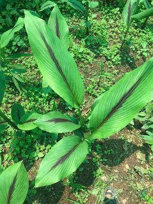 Mohomaya Turmeric Plant(Hybrid, Pack of 1)