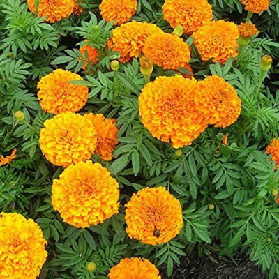 Audbhidhi Marigold Hazara Flower Seeds For All Season Flower Seeds for home Gardening Seed(400 per packet)