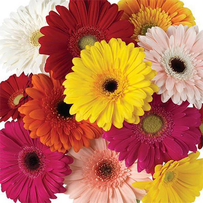 Audbhidhi Hybrid Gerbera Seeds for All Season Gardening Seed(100 per packet)