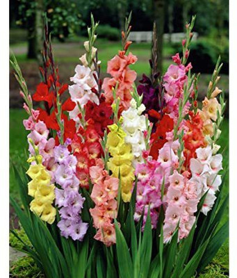 Audbhidhi Gladiolus/sword Lily Flower Bulbs For Home Gardening Seed(20 per packet)