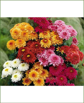 Paudha Exotic Chrysanthemum Mix Seed(67 per packet)