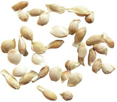 VibeX Darjeeling variety Mosambi Citrus Limetta Plant Seed(5 per packet)