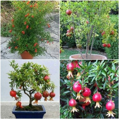 Cloud Farm Pomegranate Plant(Hybrid, Pack of 1)